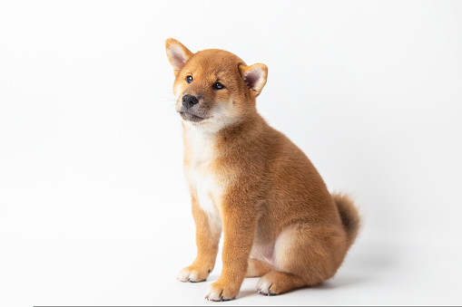 Cute portrait of Red-haired Japanese smiling cute puppy Shiba Inu Dog sitting on isolated white background, front view. Happy pet