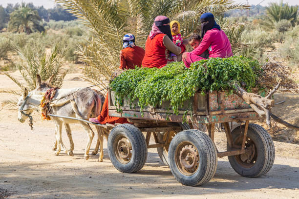 ロバの荷車を持って作物を市場に運ぶ村の女性。 - fayoum ストックフォトと画像