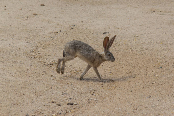 Free picture: black, tailed, jackrabbit, animal