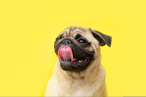 funny cute little puppy pug on bright yellow bright background with copy space. Banner adorable dog with tongue hanging out making happy face and smiling studio portrait. Purebred Dog Concept