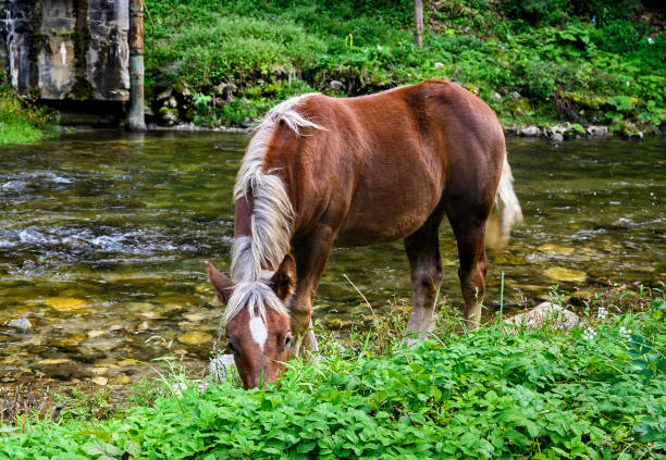 istock Horse care - concept. 1430129820