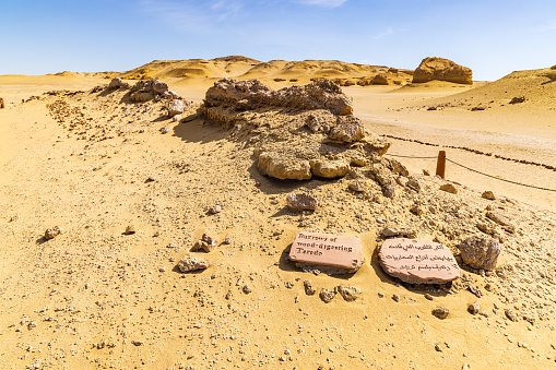 Wadi al Hitan, Faiyum, Egypt. Fossil shipworm burrows along the interpretive trail at Wadi el-Hitan paleontological site.