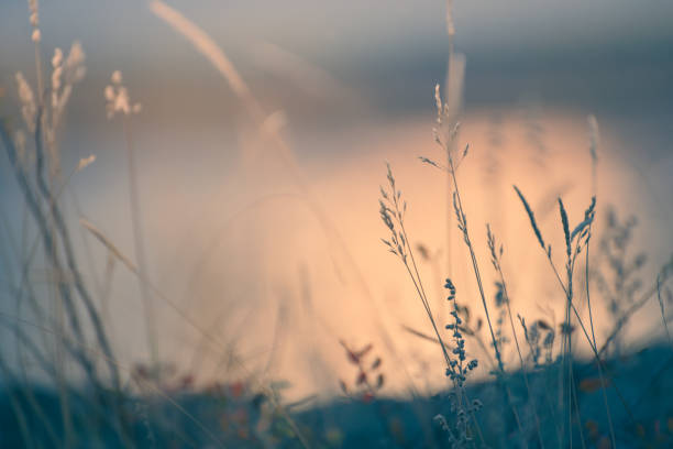 Dry autumn grass on the shore of the lake at sunset. Abstract nature background. Macro image Dry autumn grass on the shore of the lake at sunset. Abstract nature background. Macro image, shalow depth of field peaceful nature stock pictures, royalty-free photos & images