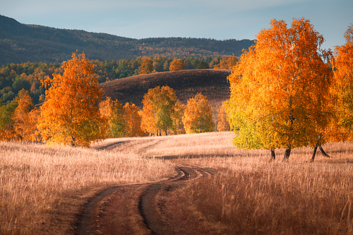 Road in the autumn mountains. Yellow trees on the hills with dry grass at sunset. Beautiful autumn landscape.