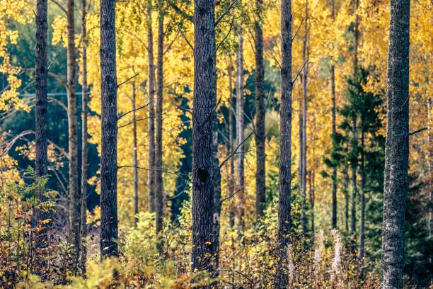 istock Autumn color in Nature 1430131767