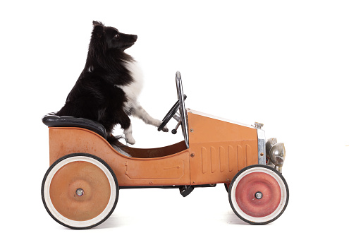 shetland dog drive into a vintage car in a white background