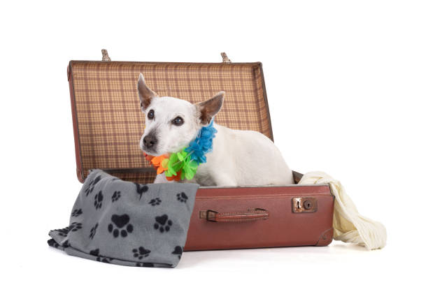 istock jack russell dog in a suitecase 1430134484