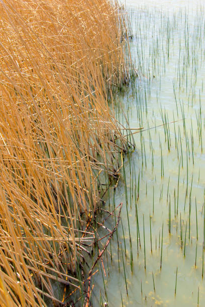 istock Reeds in the water 1430135391