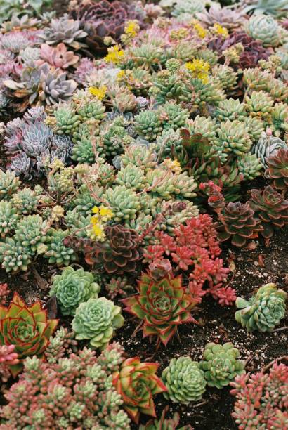 Array of succulents stock photo