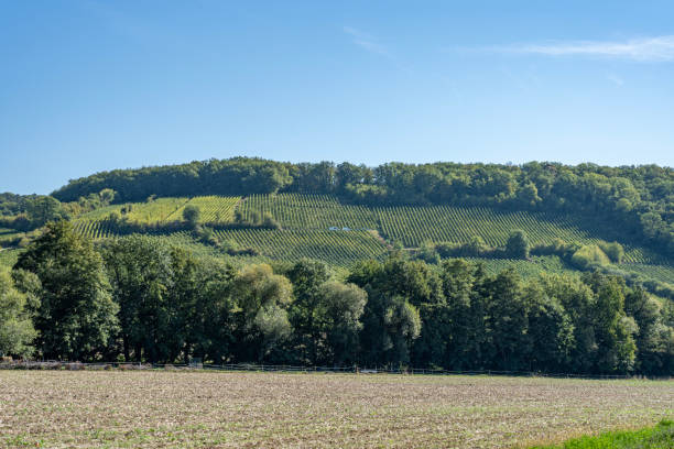 istock Boersch, France - 09 03 2022: Panoramic view of vine fields along the wine route at sunset 1430135701