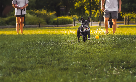 Black German Shepard dog running through green lawn to catch yellow tennis ball in Midwestern park