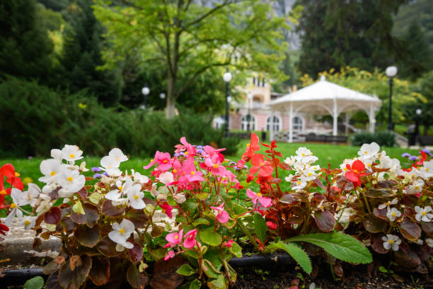 fleurs colorées dans le parc. - floride photos et images de collection