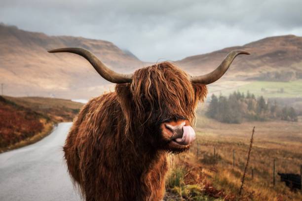 wunderschöne pelzige highland cow coo, die ihre zunge auf der isle of skye herausstreckt - tongue mountain stock-fotos und bilder