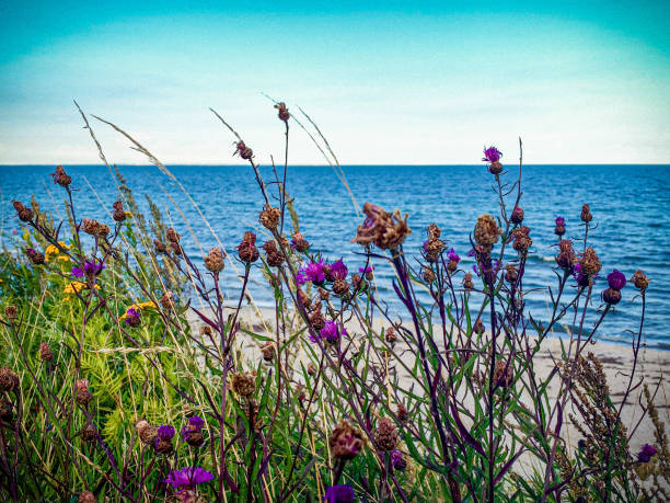 istock Flowers in front of the sea 1430138337