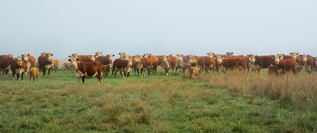 Herd of grass fed beef cows (Herofed) grazing with calves on organic green pasture