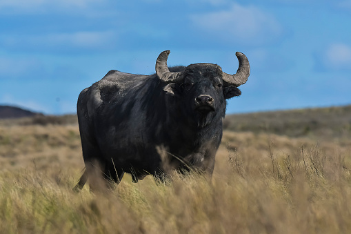 Water buffalo, Bubalus bubalis, species introduced in Argentina, La Pampa province, Patagonia.