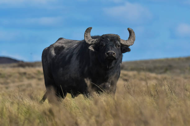 Water buffalo, Bubalus bubalis, species introduced in Argentina, La Pampa province, Patagonia. stock photo