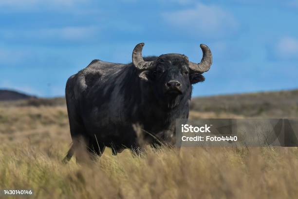 Water Buffalo Bubalus Bubalis Species Introduced In Argentina La Pampa Province Patagonia Stock Photo - Download Image Now