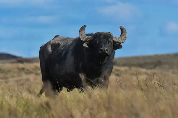 Photo of Water buffalo, Bubalus bubalis, species introduced in Argentina, La Pampa province, Patagonia.