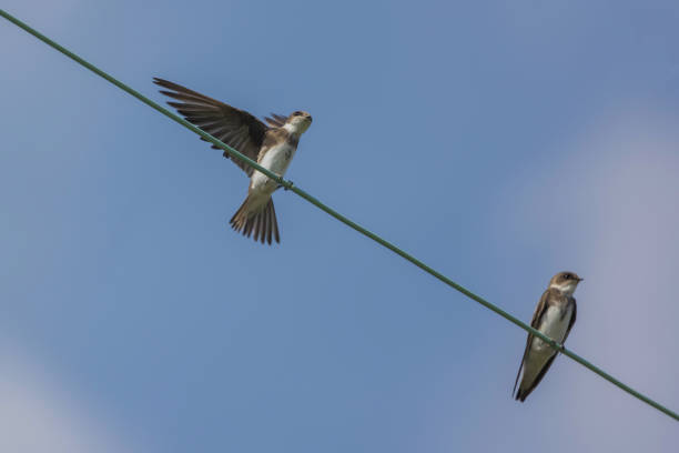 istock Bank swallow perching on the electrical wire. 1430142183