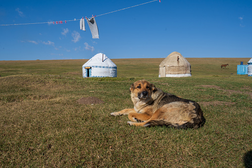 Dogs at nomadic yurt camp on Song Kul Lake, Kyrgyzstan