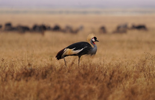 Gray crested crane in Ngorongoro Crater, Tanzania - walking in savannah grass