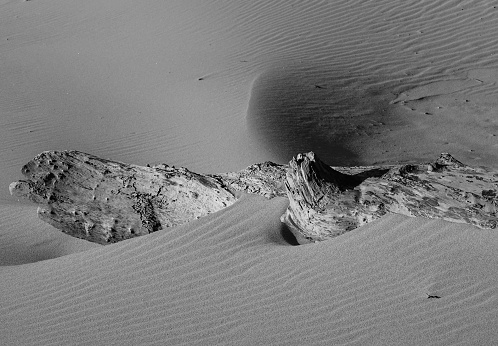 Close up of a driftwood log partially buried in blowing beach sand. HIgh contrast low angle light.