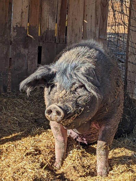 Pig on Red Acre Farm near Cedar City Utah stock photo