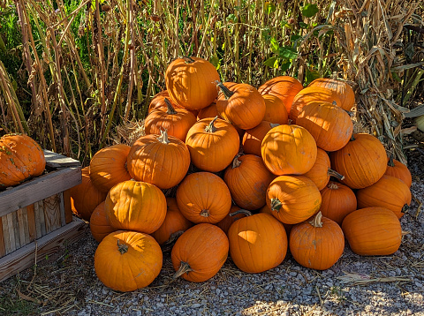 Pumpkins and garden area at Red Acre Farm near Cedar City Utah which is a local CSA (Consumer Supported Agriculture) organization and cooperative