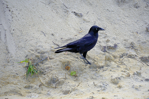 Crow on the Manning Point Beach on the Mid North Coast