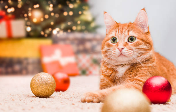 istock cat on the background of the Christmas tree 1430149108