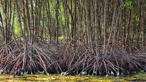 long mangrove roots in mangrove conservation