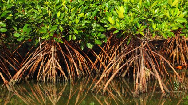 dichter und üppiger mangrovenwald im sumpf - mangrove stock-fotos und bilder