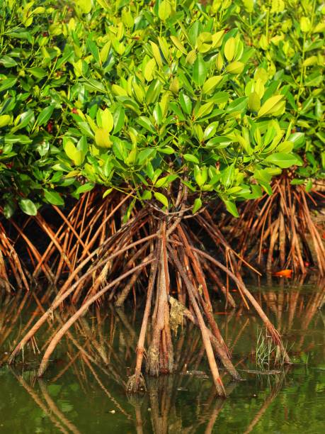 istock dense and lush mangrove forest in the swamp 1430150696