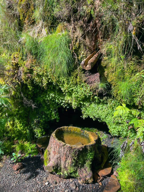 istock Device for collecting rainwater in the forest, for drinking animals 1430150699