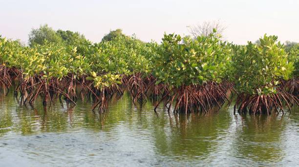 istock dense mangrove forest by the lake to prevent abrasion 1430150739