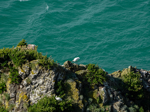 Royal spoonbill on rocky cliffs over the Southland, New Zealand sea.
