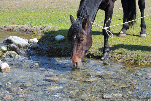 Horses drinking water from small mountain spring at the foot of Tian-Shan Mountains. Semyonovskoe gorge, Issyk Kul. Kyrgyzstan