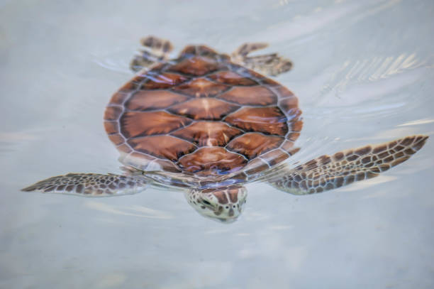istock Sea turtle swimming in water 1430155214