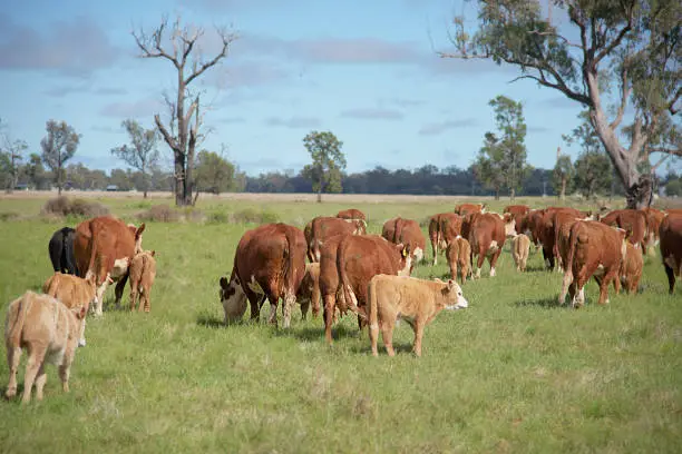 Herd of grass fed beef cows (Herofed) grazing with calves on organic green pasture