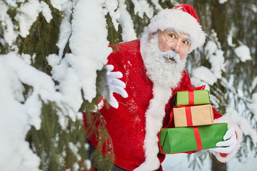 Waist up portrait of traditional Santa Claus peeking around tree in forest and holding presents