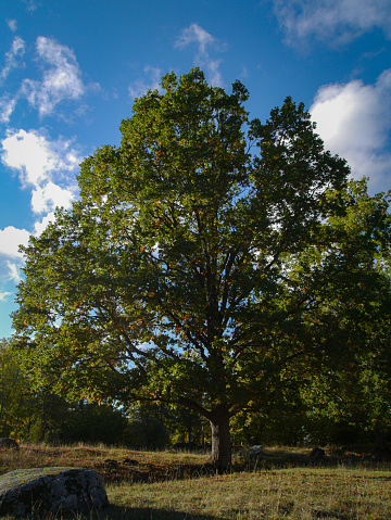 Big tree on field during autumn