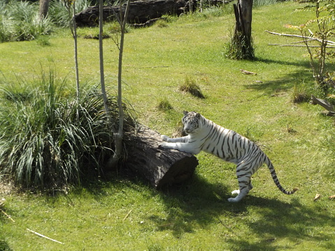 Beautiful White Bengal tiger on the prowl.