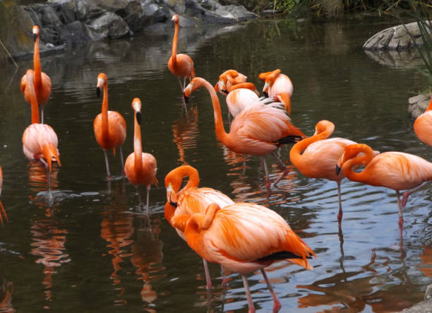 istock flamingos in the water 1430162265