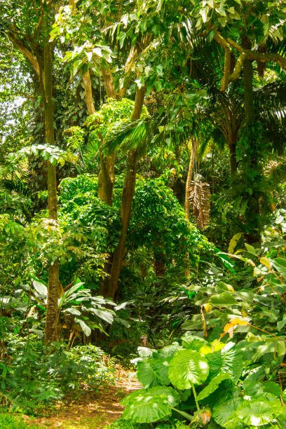 istock Ho’omaluhia Botanical Garden 1430163116