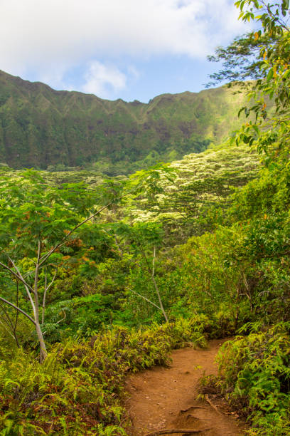 istock Wiliwilinui Ridge Trail 1430163241