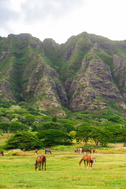 Free Stock Photo of Hawaiian Ranch | Download Free Images and Free ...
