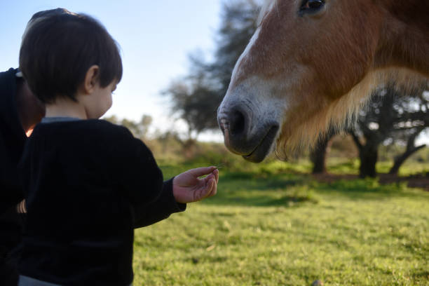 istock father and son with a horse in the meadow 1430163601