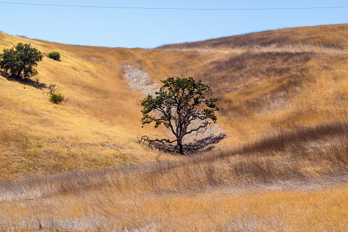 Dry grassy hills during the summer months in Calabasas, California.