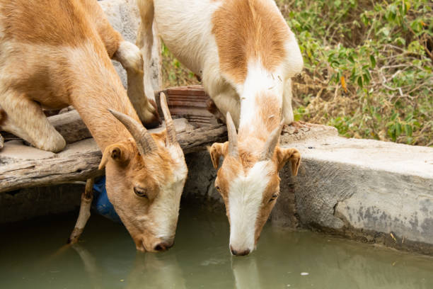 istock goat drinking water in the tank 1430164959